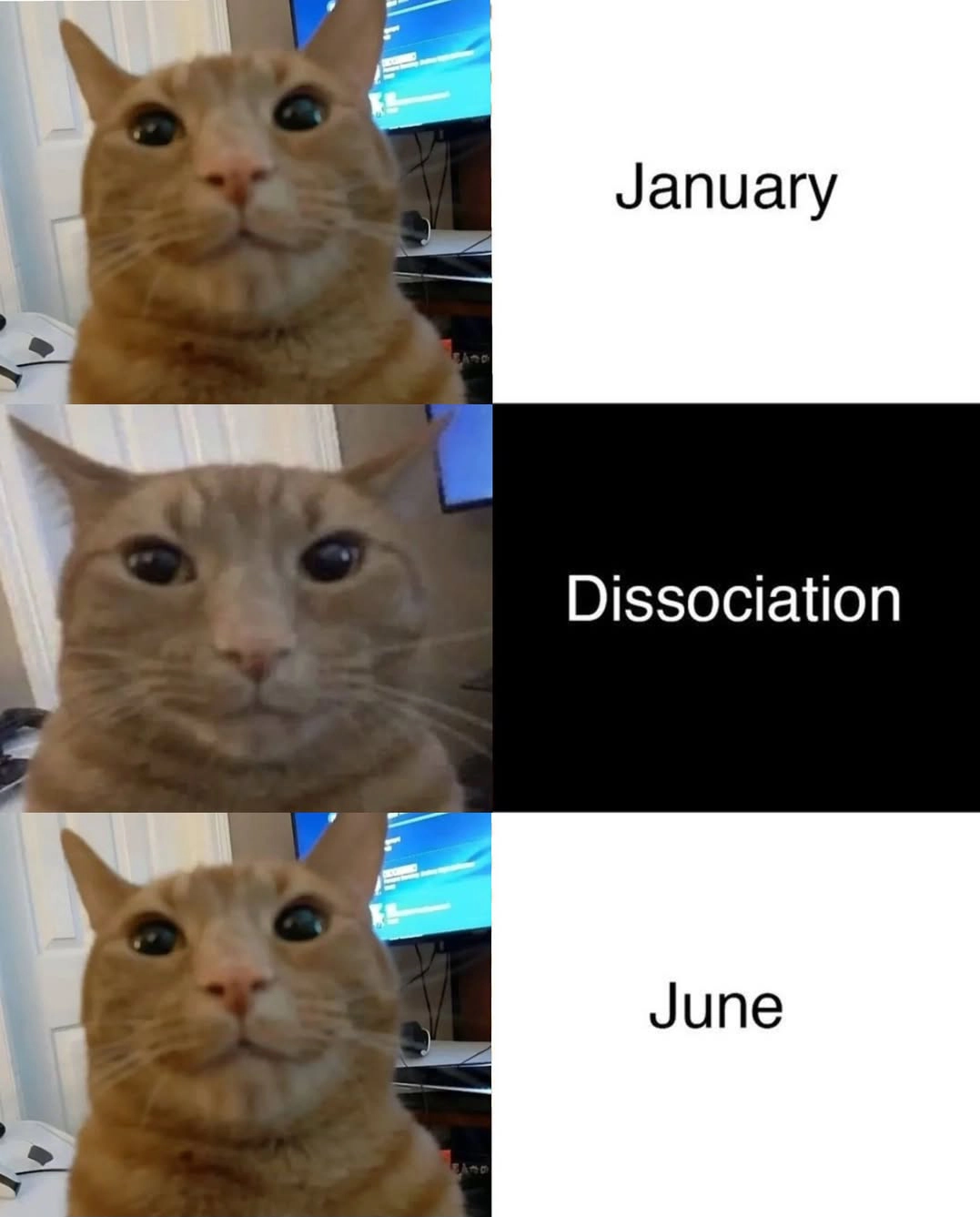 Dissociation Cat Three Panel meme template variation