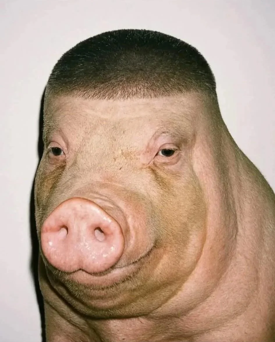 Pig with Low Taper Fade Human Haircut