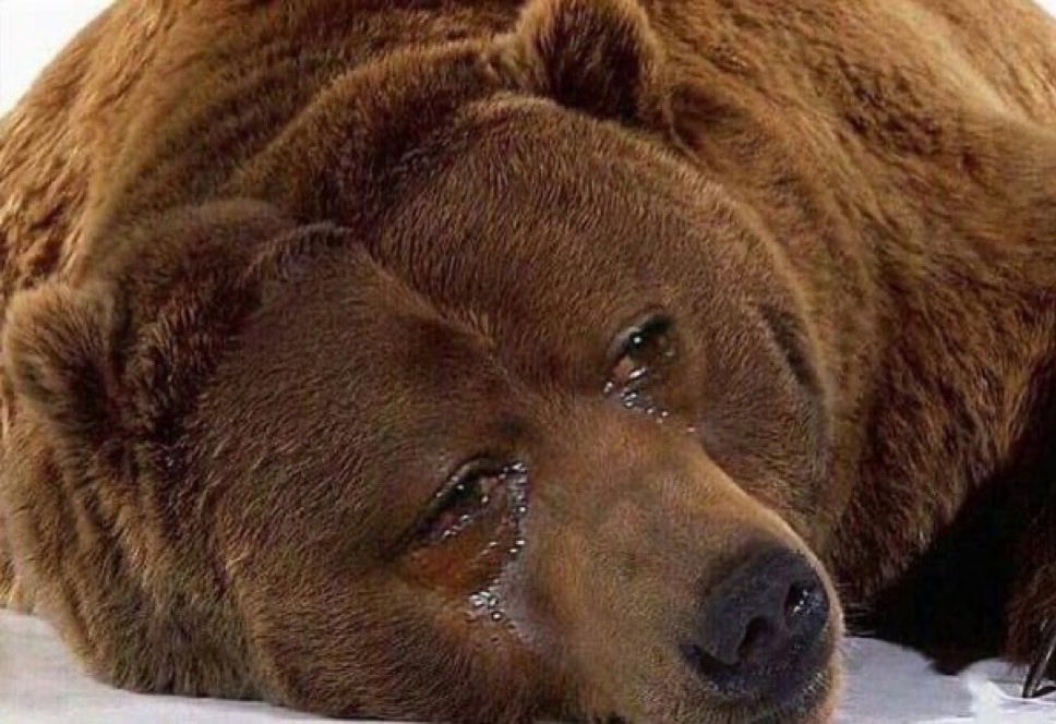 Sad Crying Bear meme template