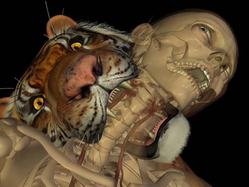 Tiger Biting Human Neck