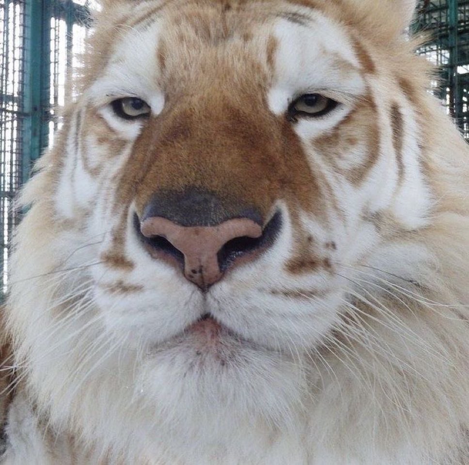 Unamused Tiger meme template