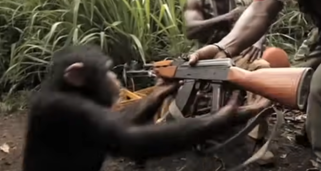 Arming Chimp With AK-47 meme template