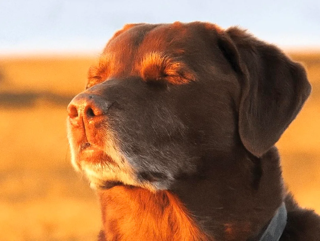 Cooked Dog Closing His Eyes meme template
