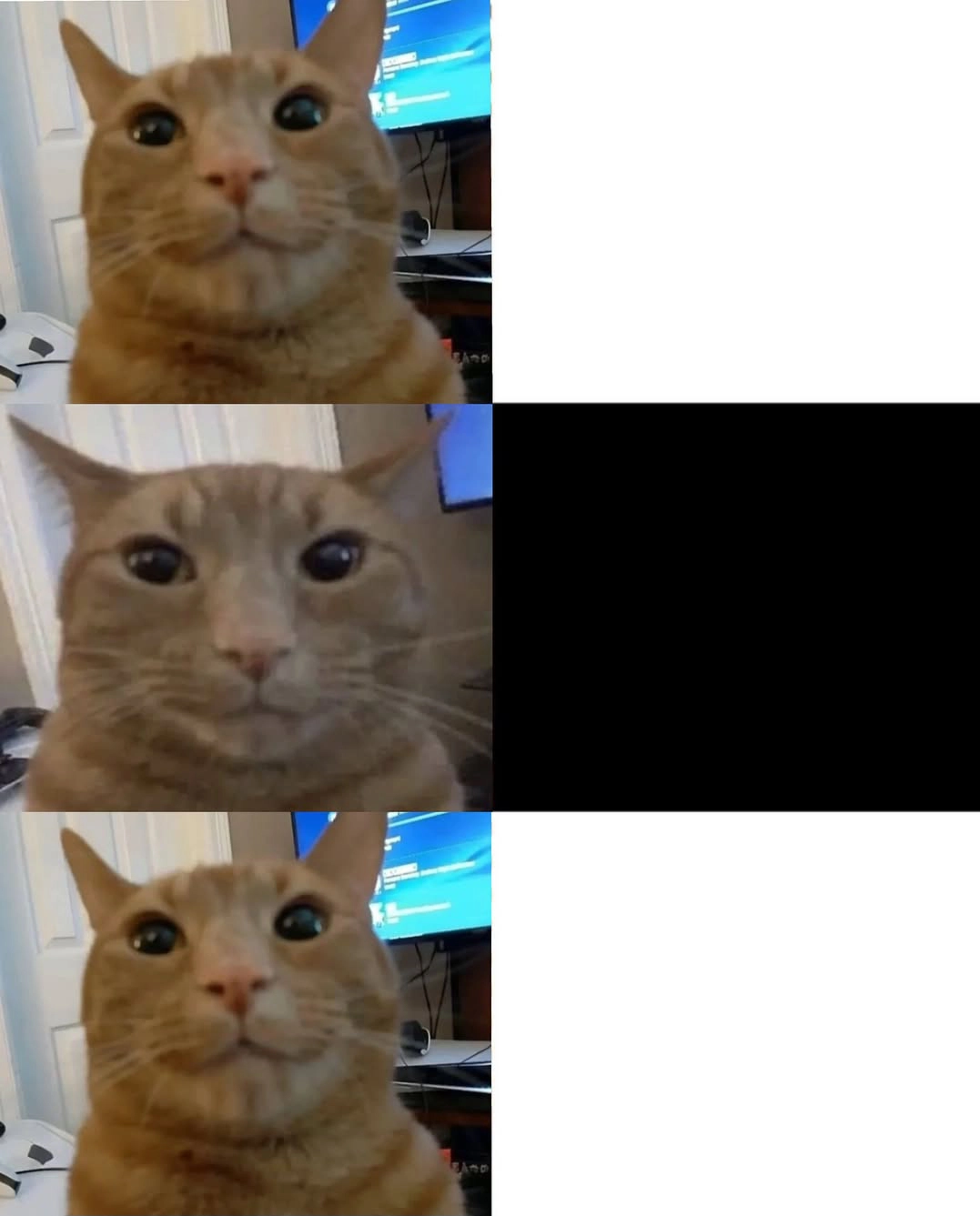 Dissociation Cat Three Panel meme template
