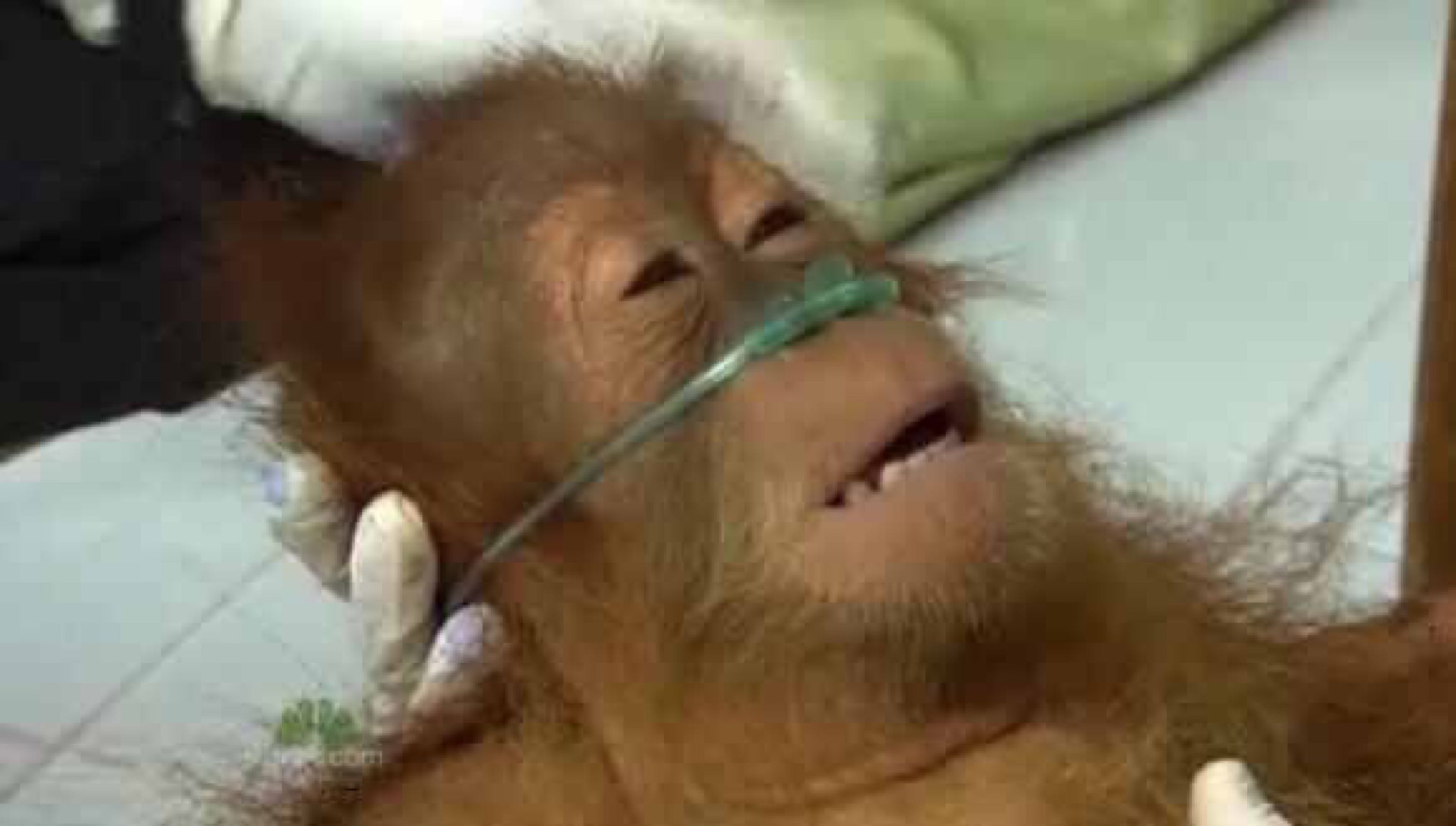 Dying Orangutan Monkey on Life Support meme template