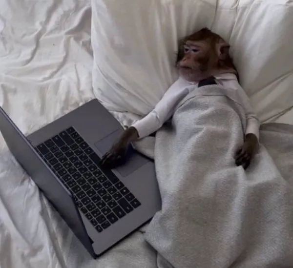 Monkey In Bed On Computer meme template