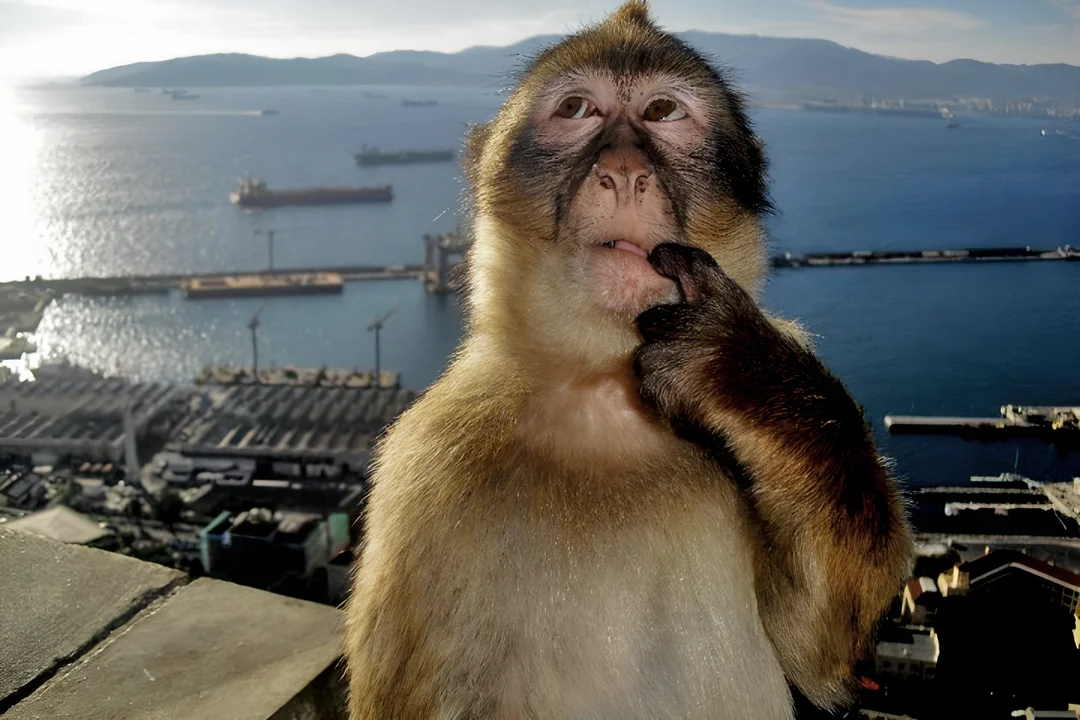 Thinking Monkey meme template
